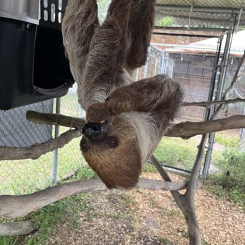 Wellington Conservation Center - Sloth - Petting Zoos Near Me - Wellington, Florida