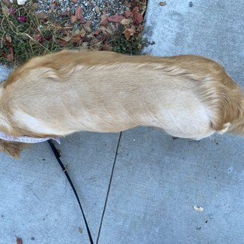 I Dig My Dog - Ginger after they mistakenly shaved half of her coat. - Pet Stores Near Me - Pasadena, California