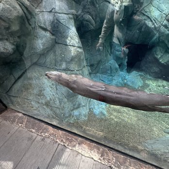 Downtown Aquarium - Museums Near Me - Denver, Colorado Downtown Aquarium - Museums Near Me - Denver, Colorado