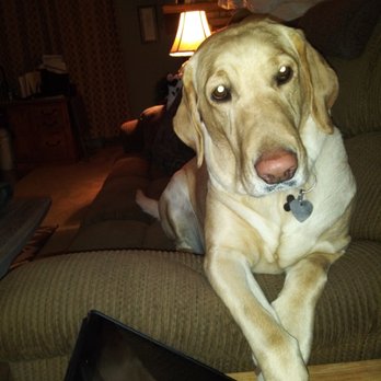 Hello Sharpness - This is Gracie. Our Quality Control Manager. - Knife Sharpening Near Me - San Antonio, Texas