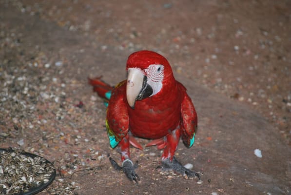 Parque das Aves by null