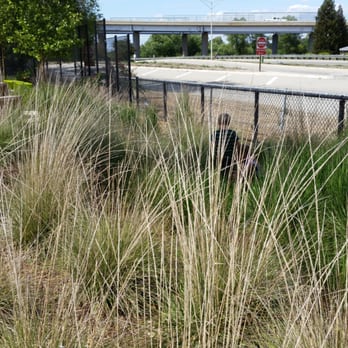 Uptown Family Park - Treasure hunting in the grasses - Parks Near Me - Paso Robles, California