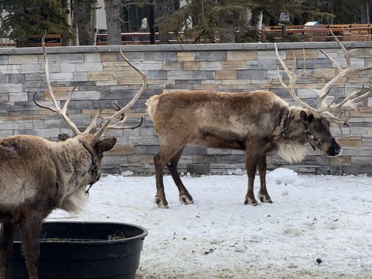 Kananaskis Mountain Lodge, Autograph Collection by null
