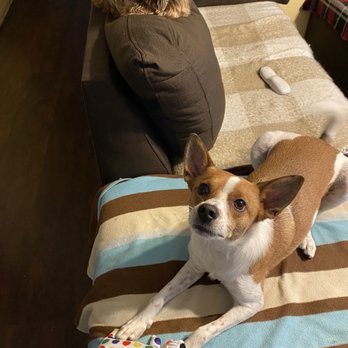 Amazon Animal Hospital - Logan the Yorkie and Russell the Jack mix - Veterinarians Near Me - Chula Vista, California Amazon Animal Hospital - Logan the Yorkie and Russell the Jack mix - Veterinarians Near Me - Chula Vista, California