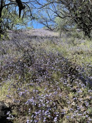 Patagonia Lake State Park by null