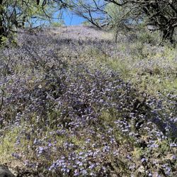 Patagonia Lake State Park - Pretty purple flowers