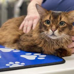 Veterinary Medical and Surgical Group - Mykee