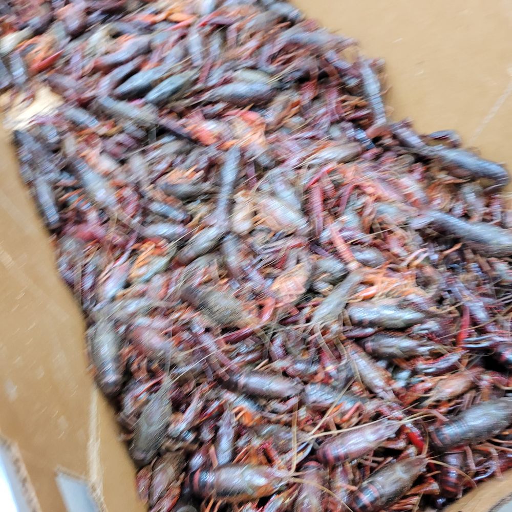 88 Ranch Market - Seafood Markets Near Me - Oceanside, California