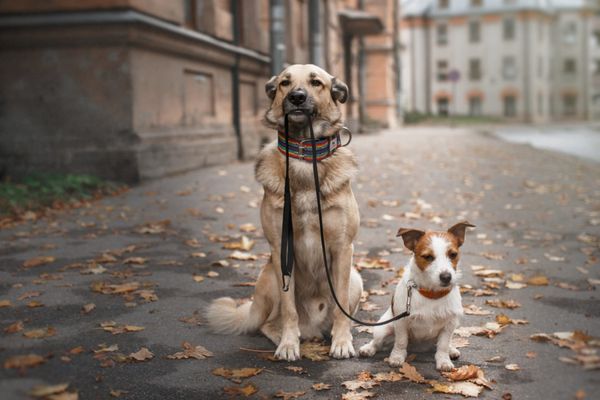 Dog Walking - You can trust us to take care of your four legged friend. Need a dog walker? G&K Favors has your back, call us today! Dog Walking - You can trust us to take care of your four legged friend. Need a dog walker? G&K Favors has your back, call us today!