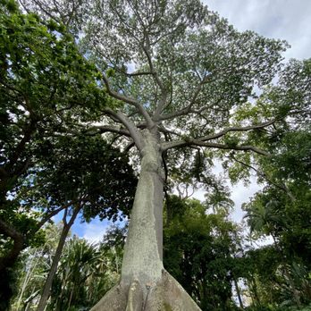 Foster Botanical Garden - #4 Kapok Tree planted 1850s @ Foster Botanical Garden! - Botanical Gardens Near Me - Honolulu, Hawaii