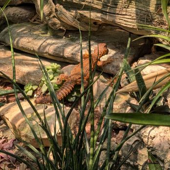 Reptile Gardens - Botanical Gardens Near Me - Rapid City, South Dakota