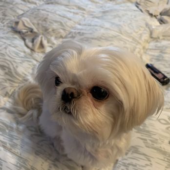 Dog Charm Studio - Pet Groomers Near Me - Scarsdale, New York Dog Charm Studio - Pet Groomers Near Me - Scarsdale, New York