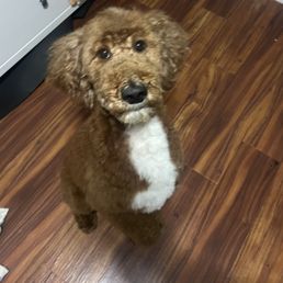 Haircut! Haircut!