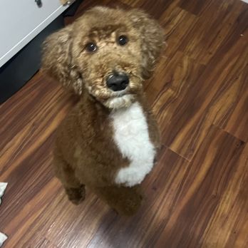 Furry Frenzy Mobile Pet Grooming - Haircut! - Pet Groomers Near Me Furry Frenzy Mobile Pet Grooming - Haircut! - Pet Groomers Near Me