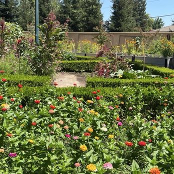 Americana House - Flower garden - American Near Me - Lodi, California Americana House - Flower garden - American Near Me - Lodi, California