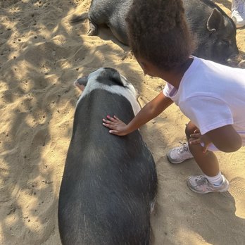 Barnyard Buddies - Petting Zoos Near Me - Lakewood, California Barnyard Buddies - Petting Zoos Near Me - Lakewood, California