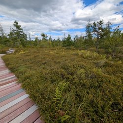 Saco Heath Preserve