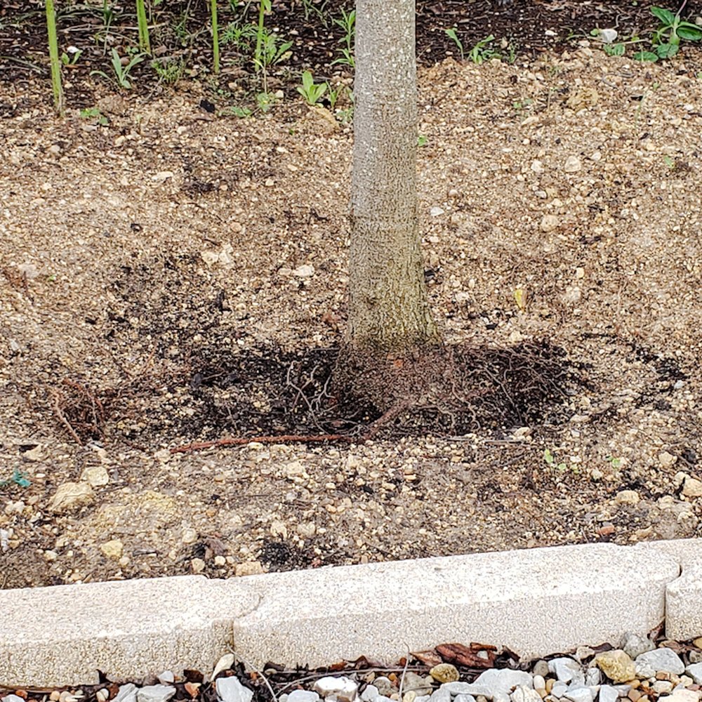 Garden City - Chinese Pistache - Planted too deep. - Nurseries & Gardening Near Me - Belton, Texas Garden City - Chinese Pistache - Planted too deep. - Nurseries & Gardening Near Me - Belton, Texas