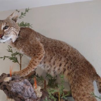 Belmar's Taxidermy - Cameron's Bobcat - Taxidermy Near Me - Barnhart, Missouri Belmar's Taxidermy - Cameron's Bobcat - Taxidermy Near Me - Barnhart, Missouri