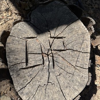 Elk Grove Tree Service - DR carved into the stump of the tree they removed - Tree Services Near Me Elk Grove Tree Service - DR carved into the stump of the tree they removed - Tree Services Near Me