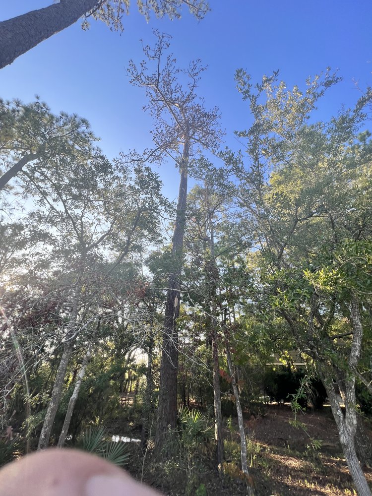 Green Arbor Solutions - tree service in Charleston, SC