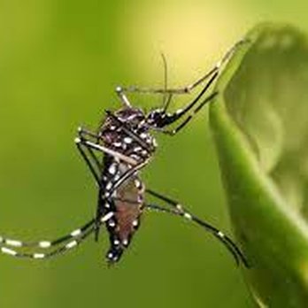 Pinpoint Pest Control - Pest Control Near Me - Vista, California