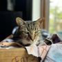 Photo of Oscar's Pet Sitting