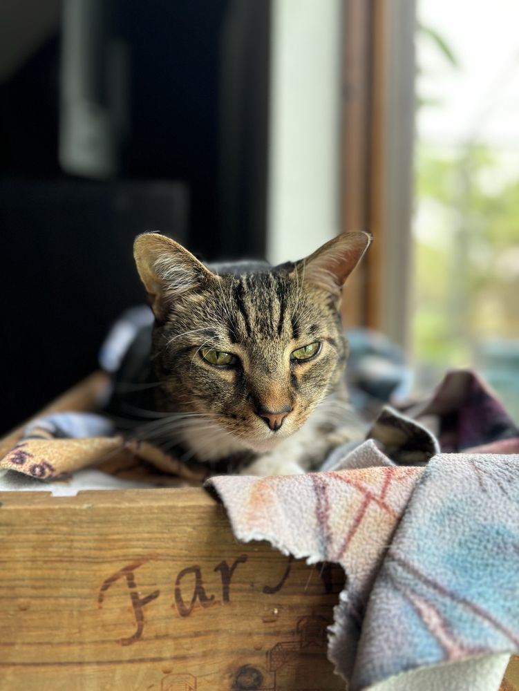 Oscar's Pet Sitting - pet boarding facility in Orlando, FL