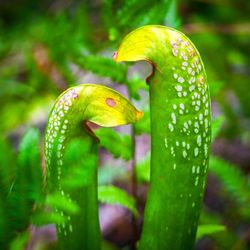Stanley Rehder Carnivorous Plant Garden