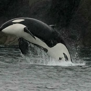 Major Marine Tours - Orca breaching. - Boating Near Me - Seward, Alaska