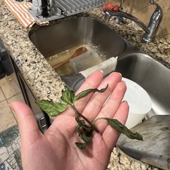 Berni Vietnamese Restaurant - Wilted basil - Vietnamese Near Me - San Antonio, Texas