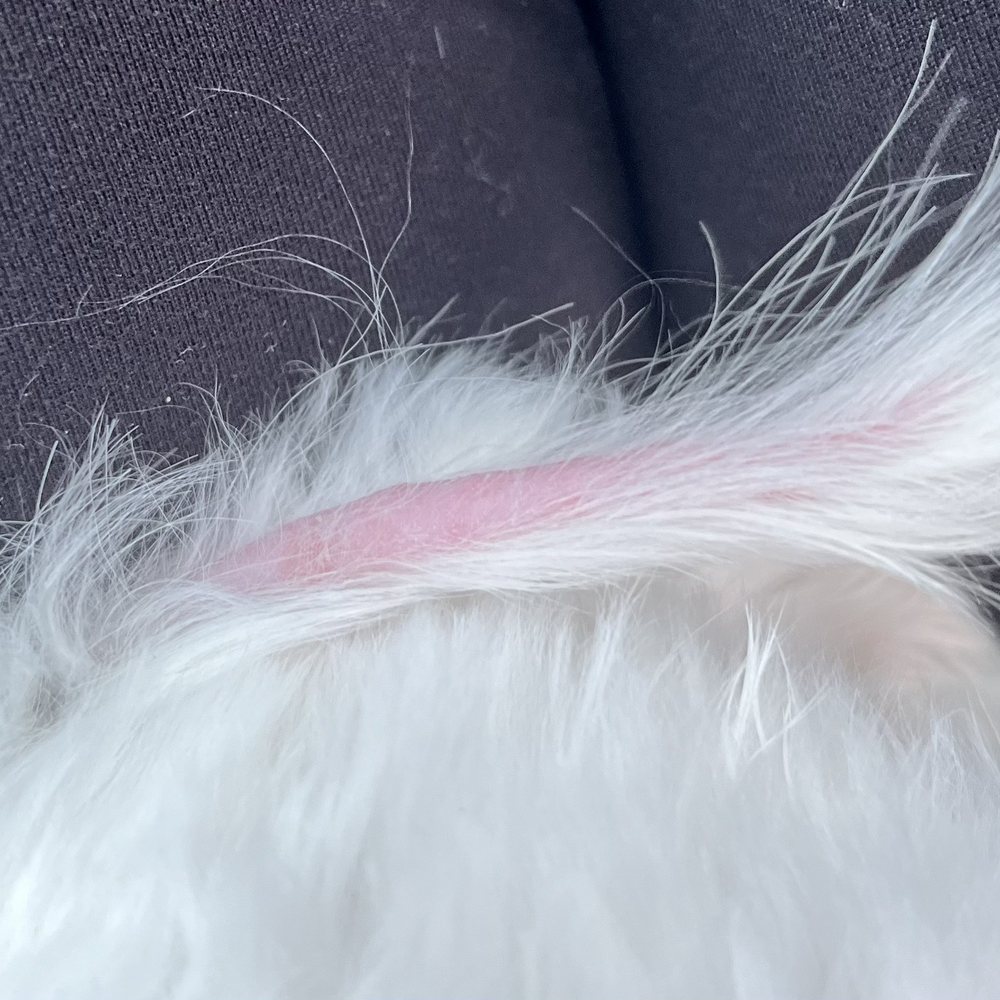 My dog Fuji - images are of a couple bald spots out of many.