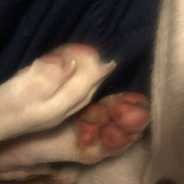Her paws post daycare. Skin hanging off, inflamed, and the circle nub there is no skin present.