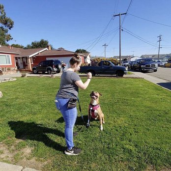 Mutts In Training - Distraction training - Pet Training Near Me Mutts In Training - Distraction training - Pet Training Near Me