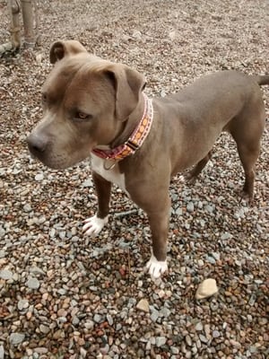 african dwarf frog cost