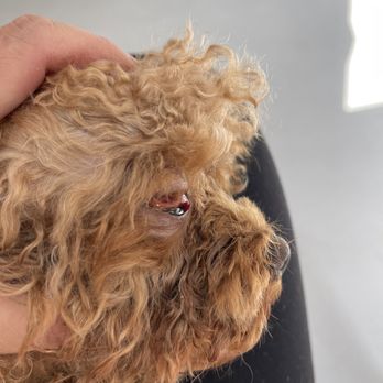Fullerton Hills Pet Clinic - Veterinarians Near Me - Fullerton, California Fullerton Hills Pet Clinic - Veterinarians Near Me - Fullerton, California