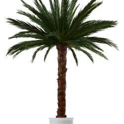 Palmen24.de - Wir bringen Sie auf die Palme - Dekopalme, Echtblattpalme, keine bloße Kunstpalme, erhältlich von 2,50m bis 3,50m
