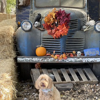 Apple-A-Day Ratzlaff Ranch - ows a dog sitting in front of an old truck - Fruits & Veggies Near Me - Sebastopol, California