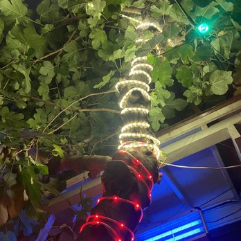American Bites - Tree on the patio - Bars Near Me - San Francisco, California American Bites - Tree on the patio - Bars Near Me - San Francisco, California