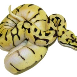 Viper and Vine