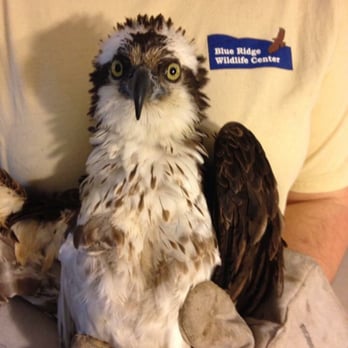 Blue Ridge Wildlife Center - Wildlife Control Near Me - Boyce, Virginia Blue Ridge Wildlife Center - Wildlife Control Near Me - Boyce, Virginia