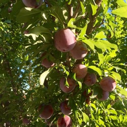 Nahalat Shalom - These plums are yummy. Just enough tart and sweet, and fresh in the courtyard.