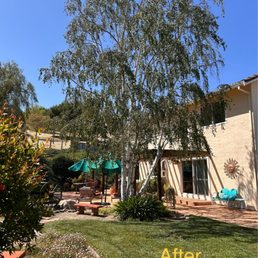 Birch tree. After trimming. 2025 Birch tree. After trimming. 2025