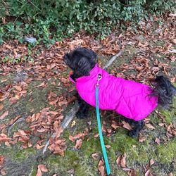 Posh Paws Pet Care - Staying warm on this cold day during our walk!