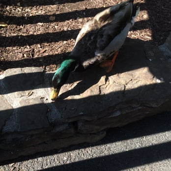 Dollywood - Some very wild and friendly flying ducks lol - Amusement Parks Near Me - Pigeon Forge, Tennessee Dollywood - Some very wild and friendly flying ducks lol - Amusement Parks Near Me - Pigeon Forge, Tennessee