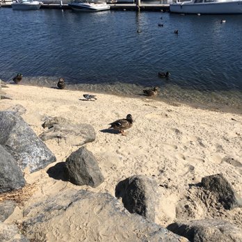 Safe Harbor Bayfront - Ducks at the marina - Boating Near Me - Chula Vista, California