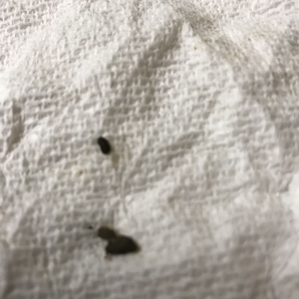 a white towel with a black insect on it a white towel with a black insect on it
