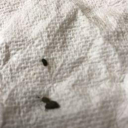 a white towel with a black insect on it