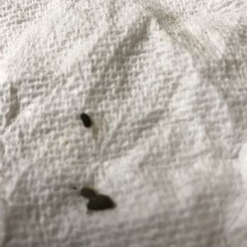 China Star - a white towel with a black insect on it - Chinese Near Me - Gainesville, Florida