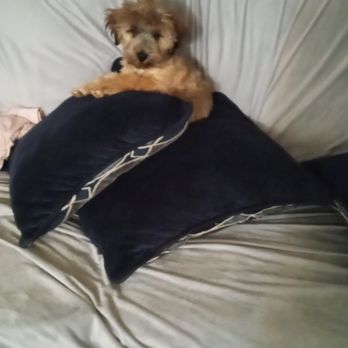 PatsysPups - Male Shorkie born April 14 , call 334 864 9595 for this baby boy ! - Pet Sitting Near Me - LaFayette, Alabama PatsysPups - Male Shorkie born April 14 , call 334 864 9595 for this baby boy ! - Pet Sitting Near Me - LaFayette, Alabama